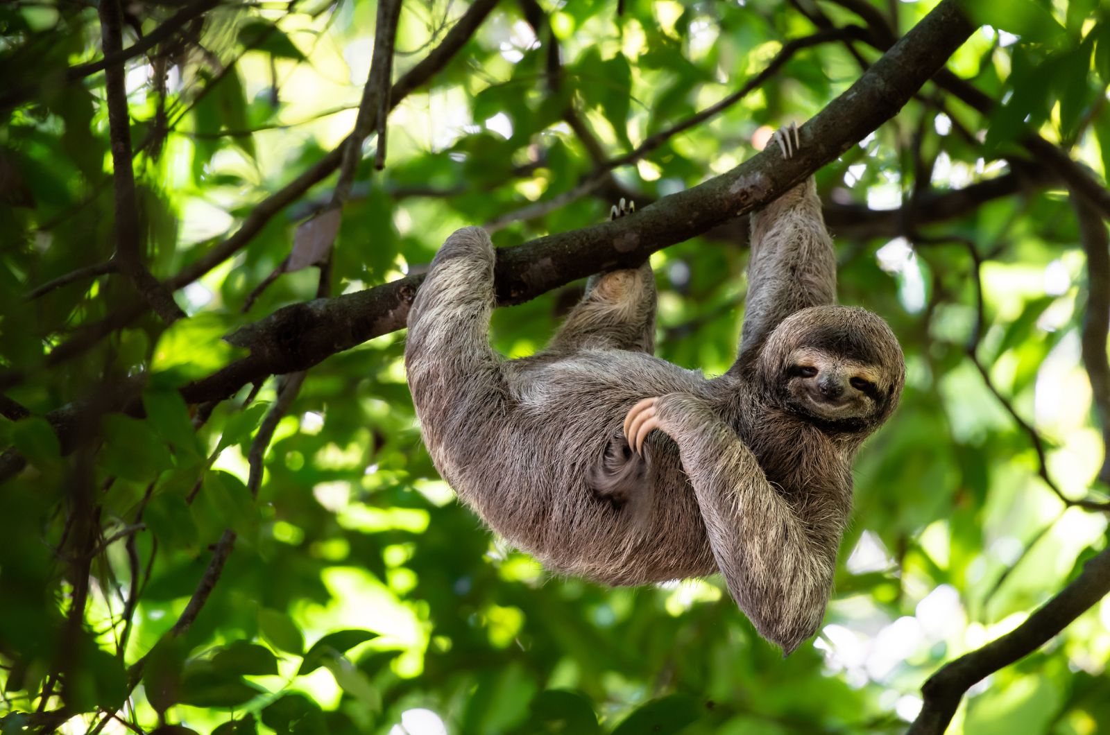 Sloths