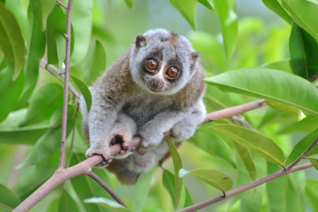 Slow Loris