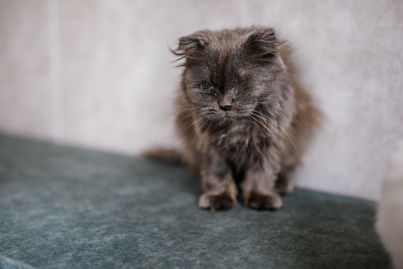 Small gray cat