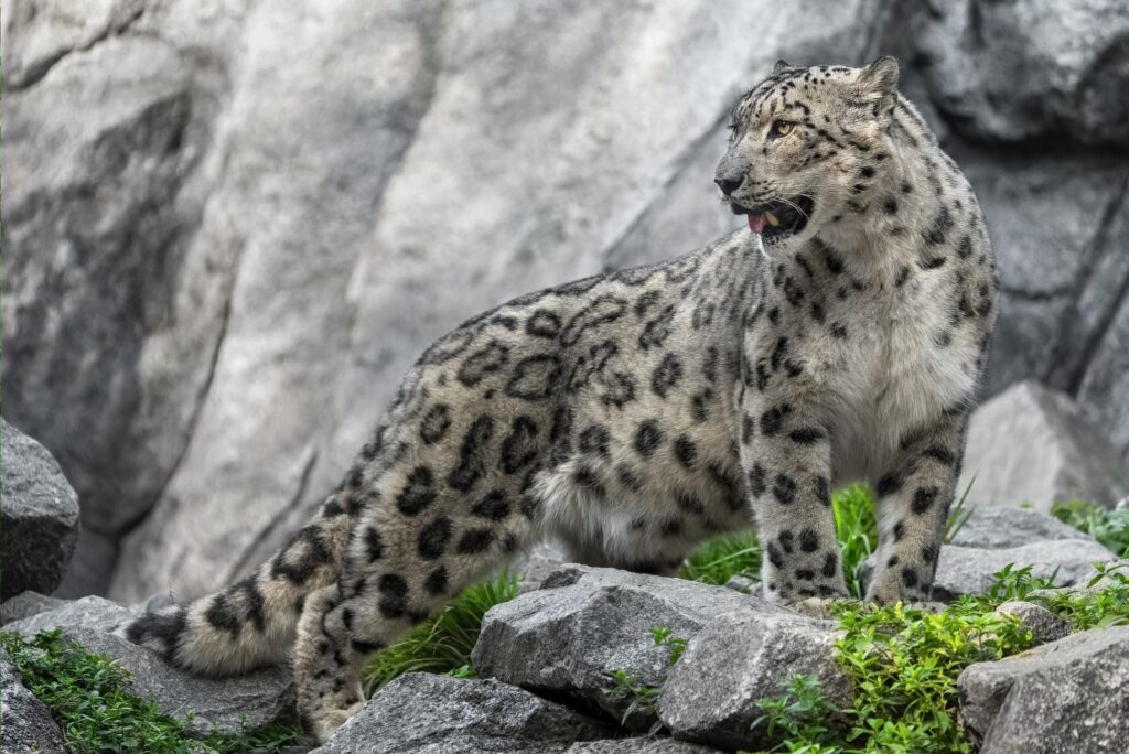 Snow Leopard