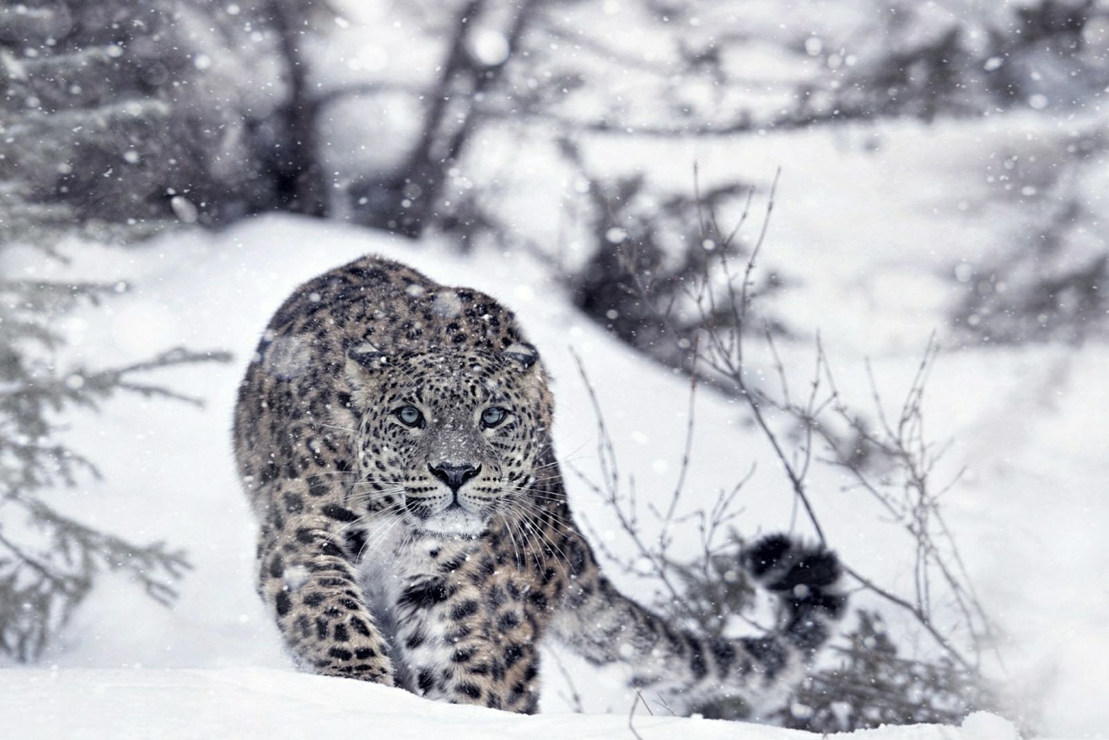 Snow Leopard