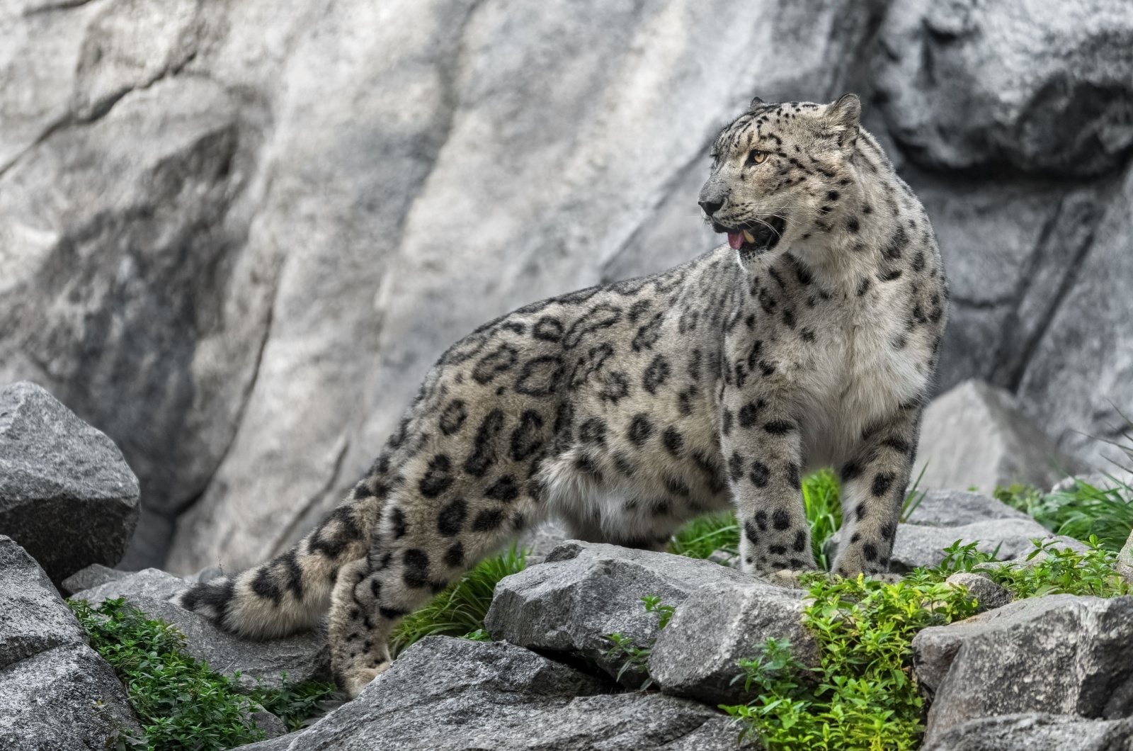 Snow Leopard