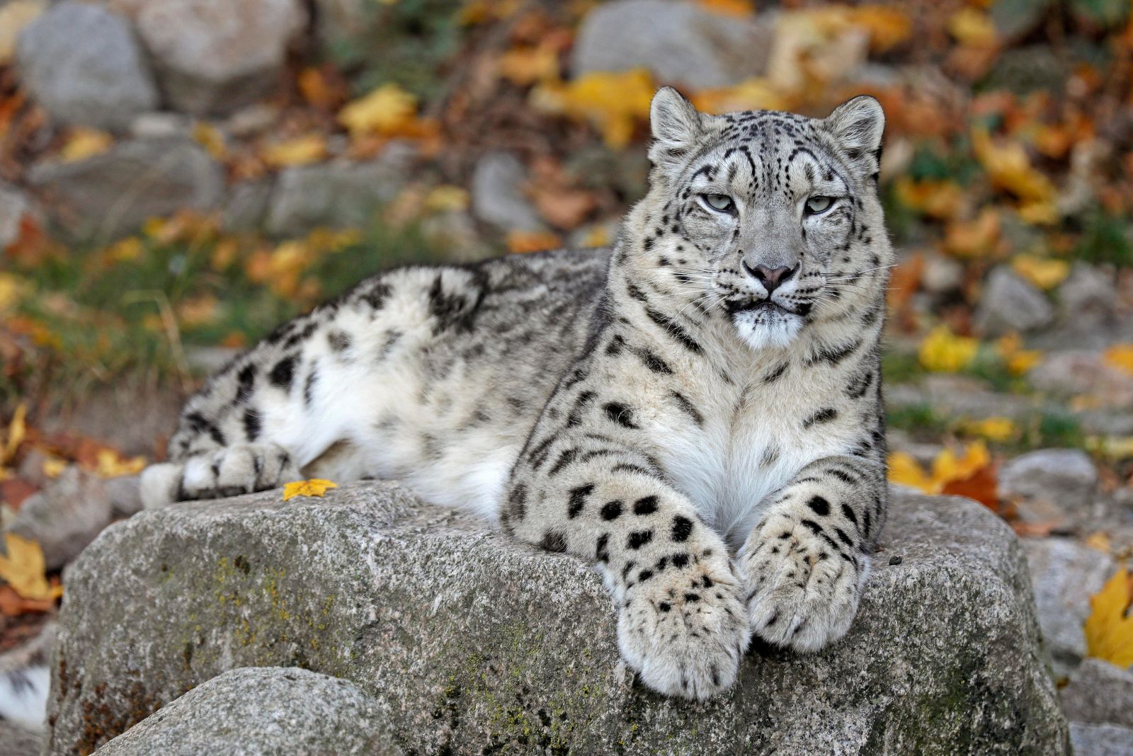 Snow Leopard