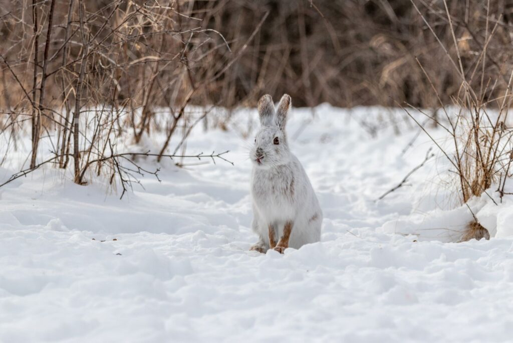 Snowshoe Hare