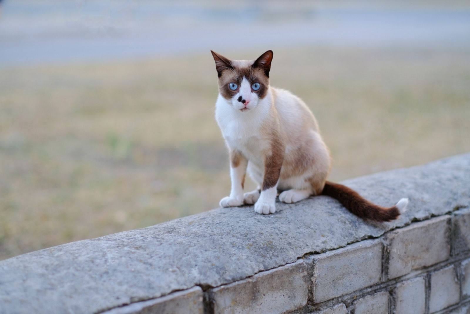 Snowshoe cat