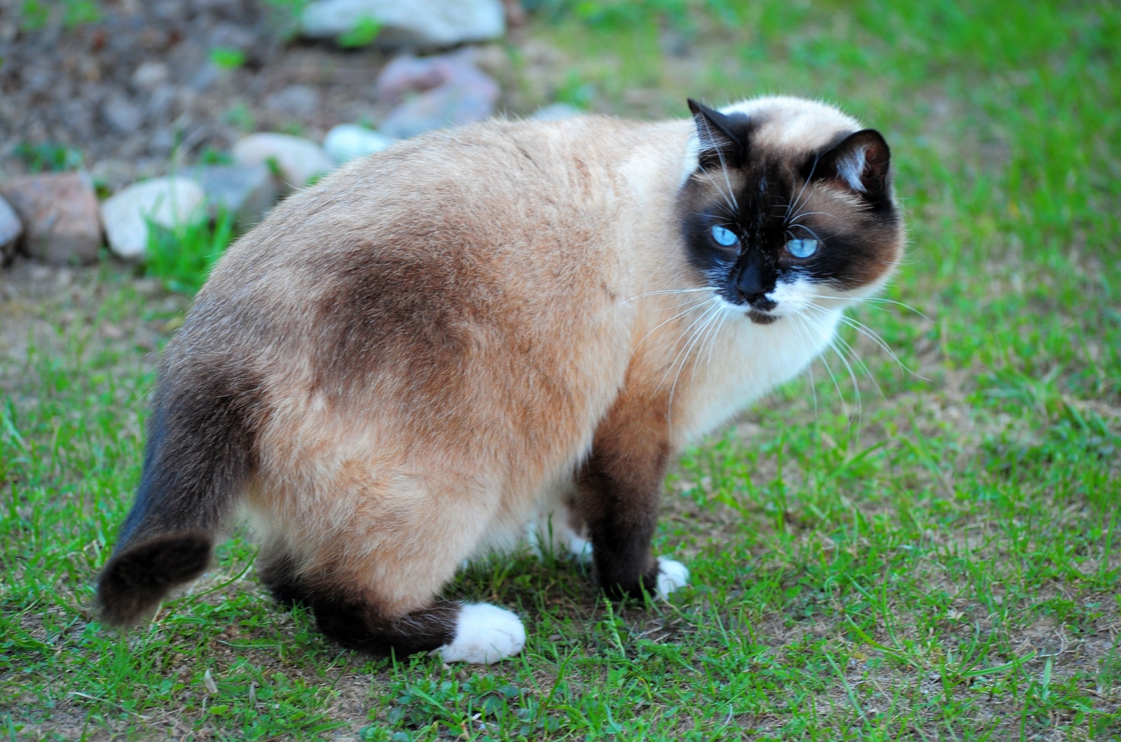 Snowshoe cat