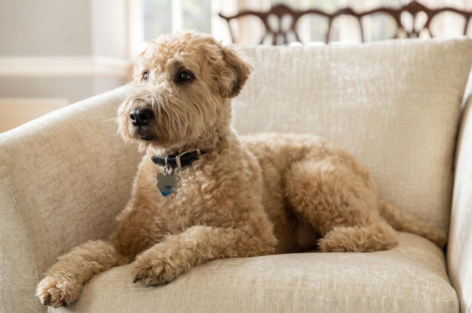 Soft-Coated Wheaten Terrier