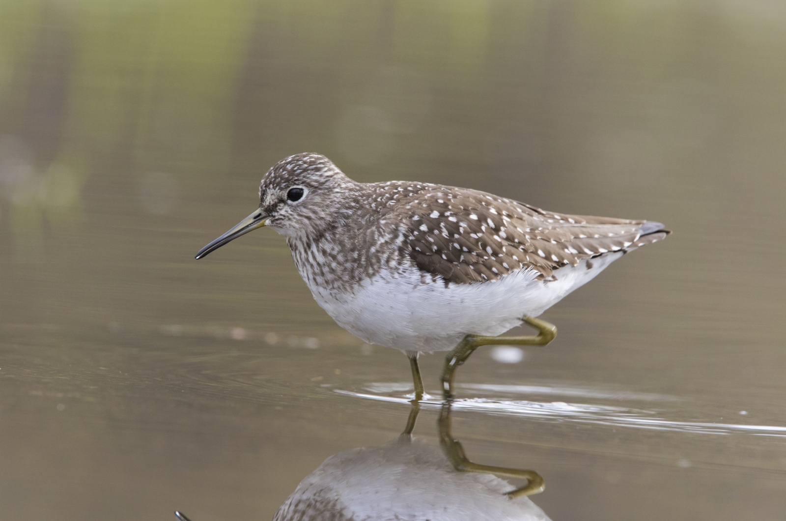 Solitary Sandpiper