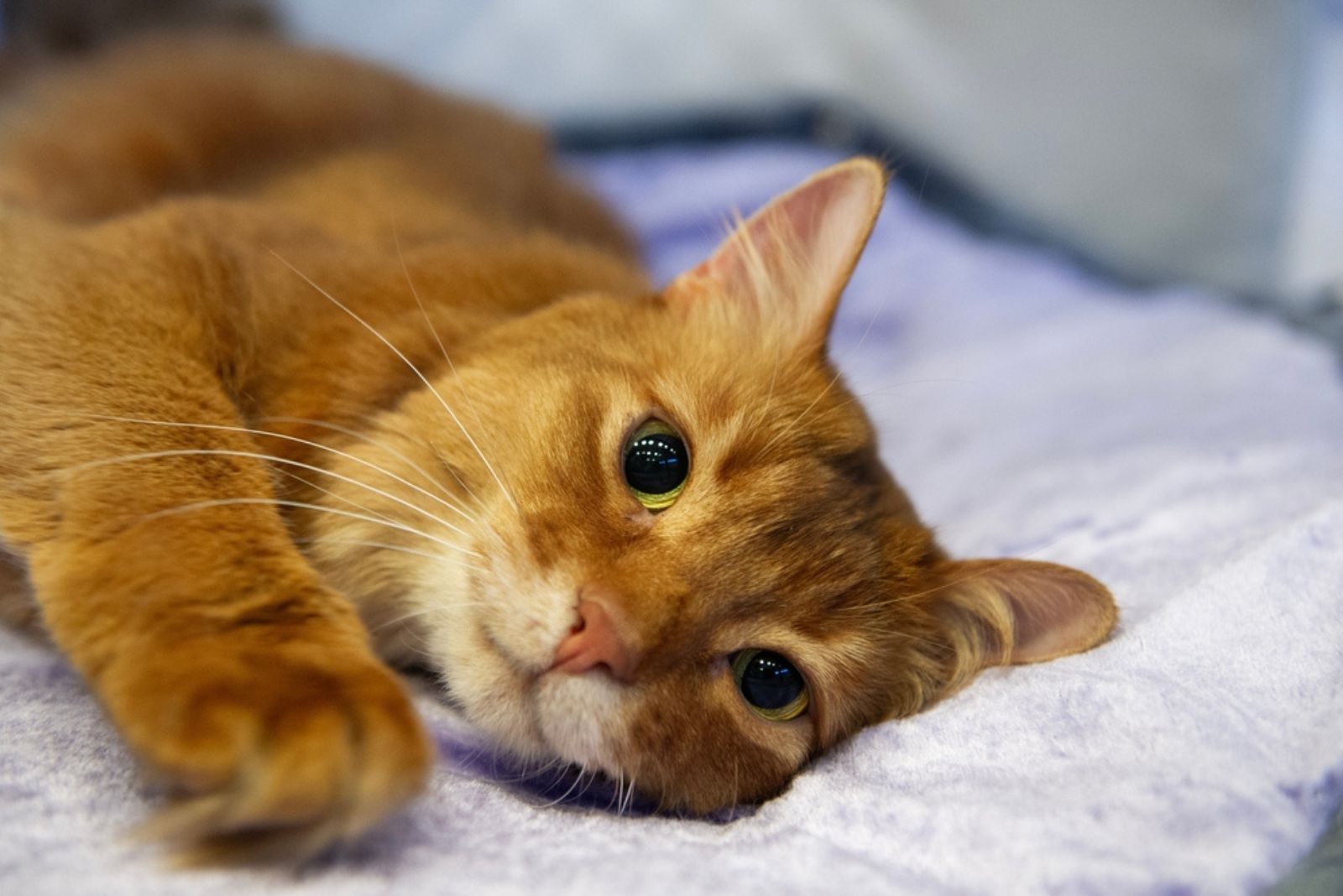 Somali Cat