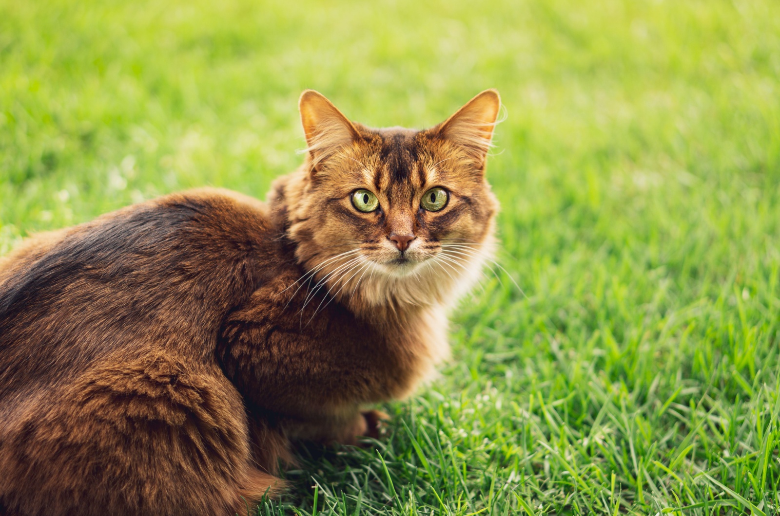 Somali cat