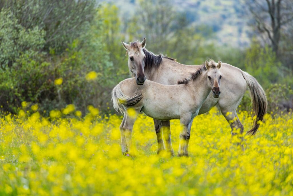 Sorraia Horse