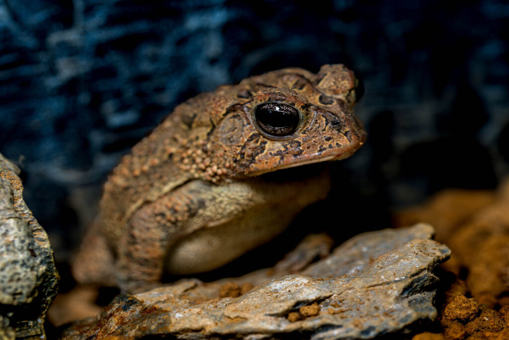 Southern Toad
