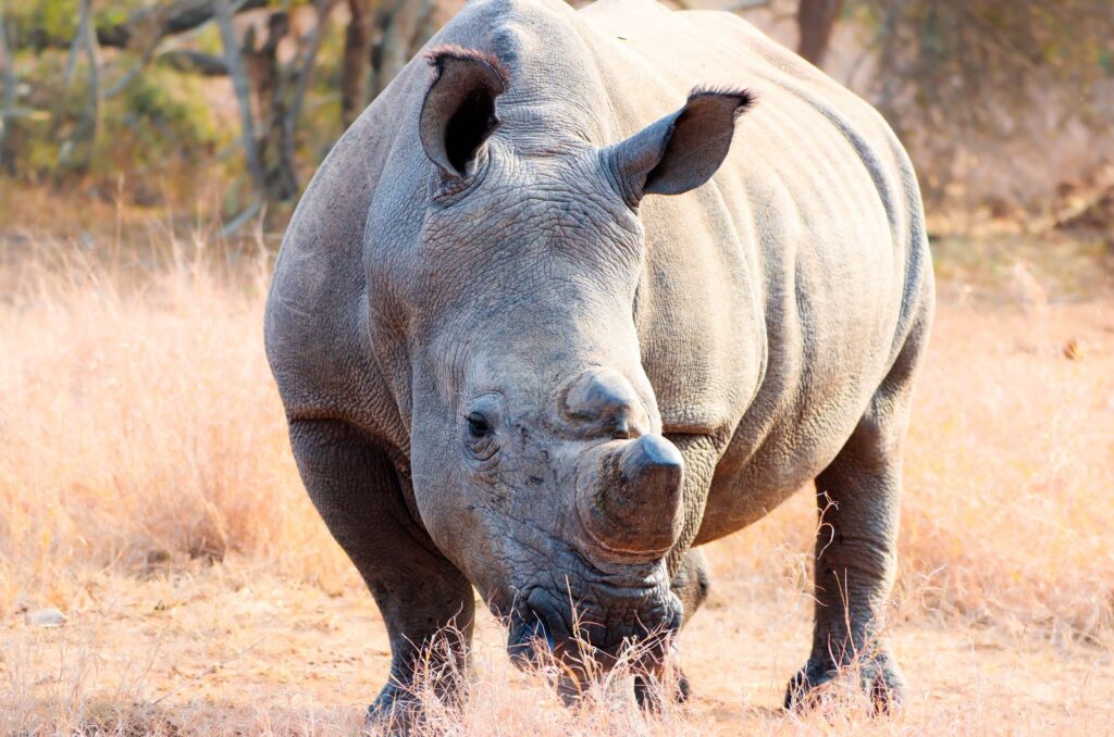 Southern White Rhino