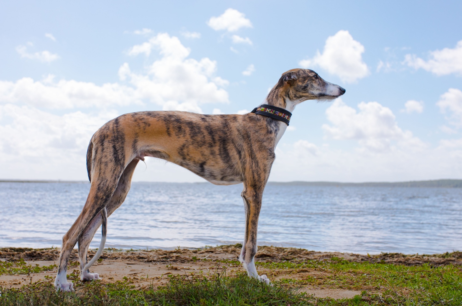 Spanish Galgo