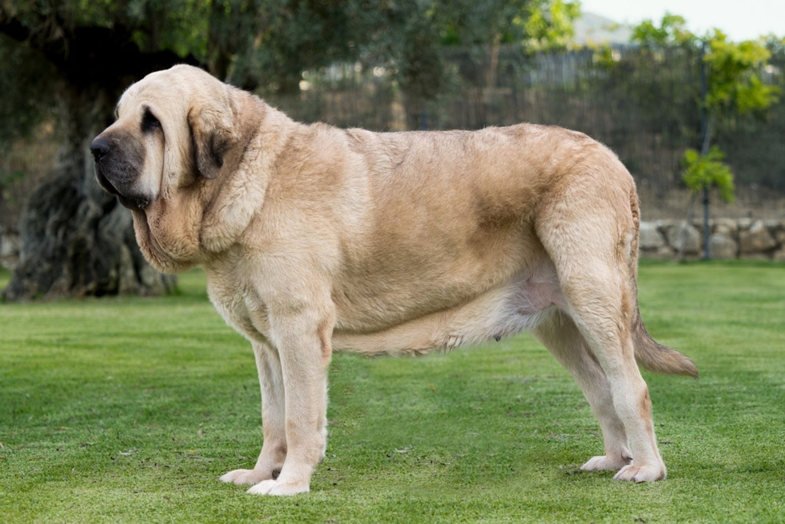 Spanish Mastiff