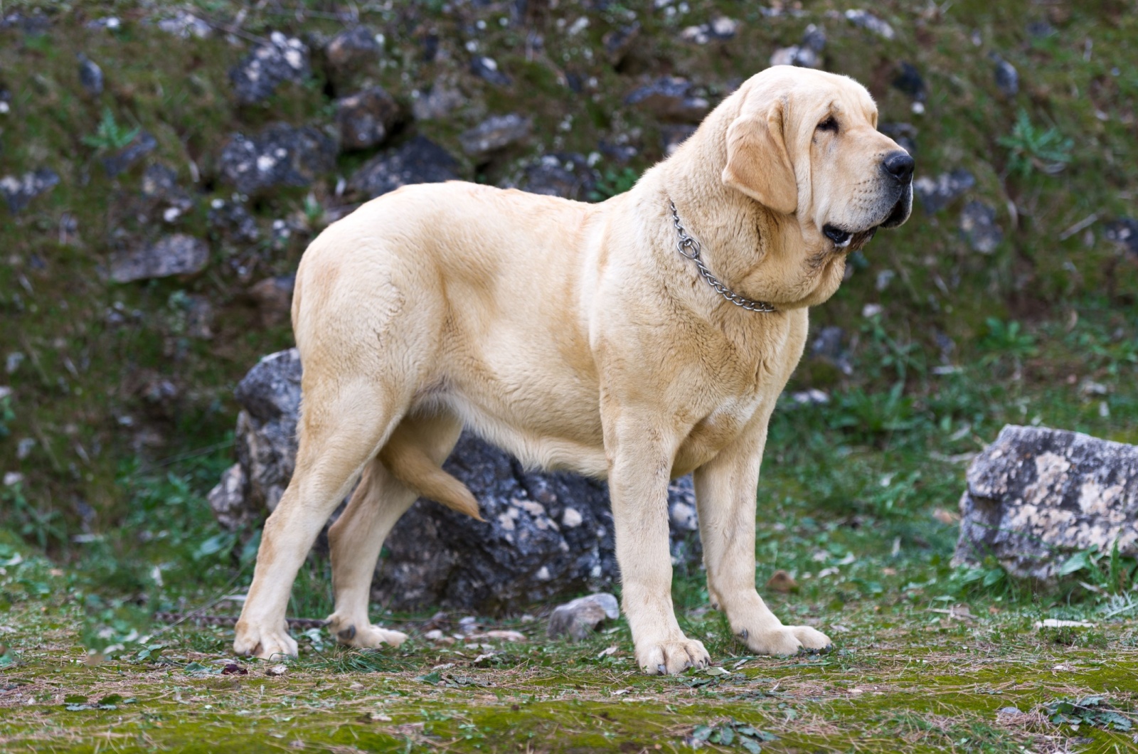 Spanish Mastiff