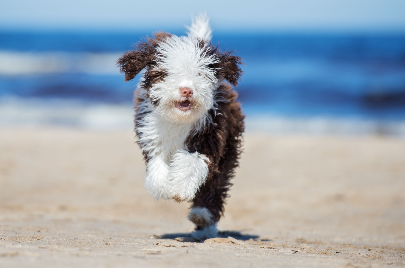 Spanish Water Dog