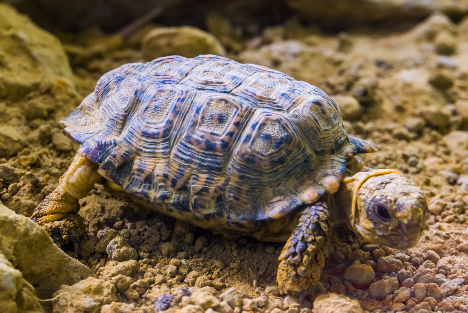 Speckled Padloper Tortoise