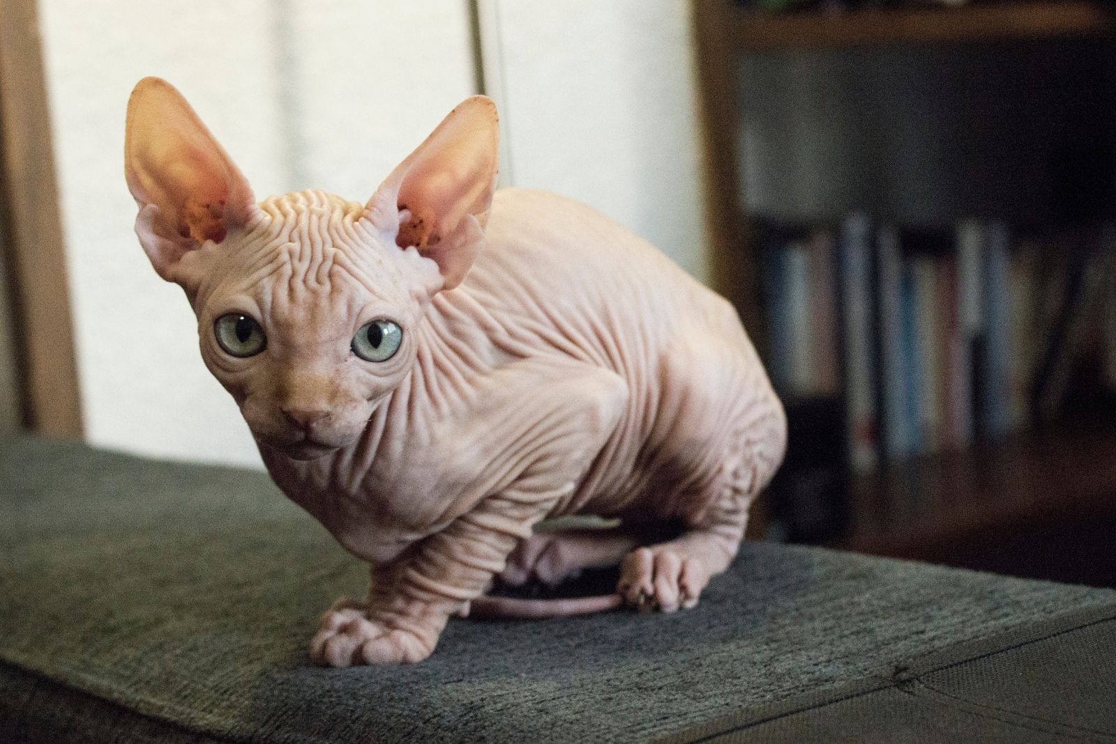 Sphynx cat