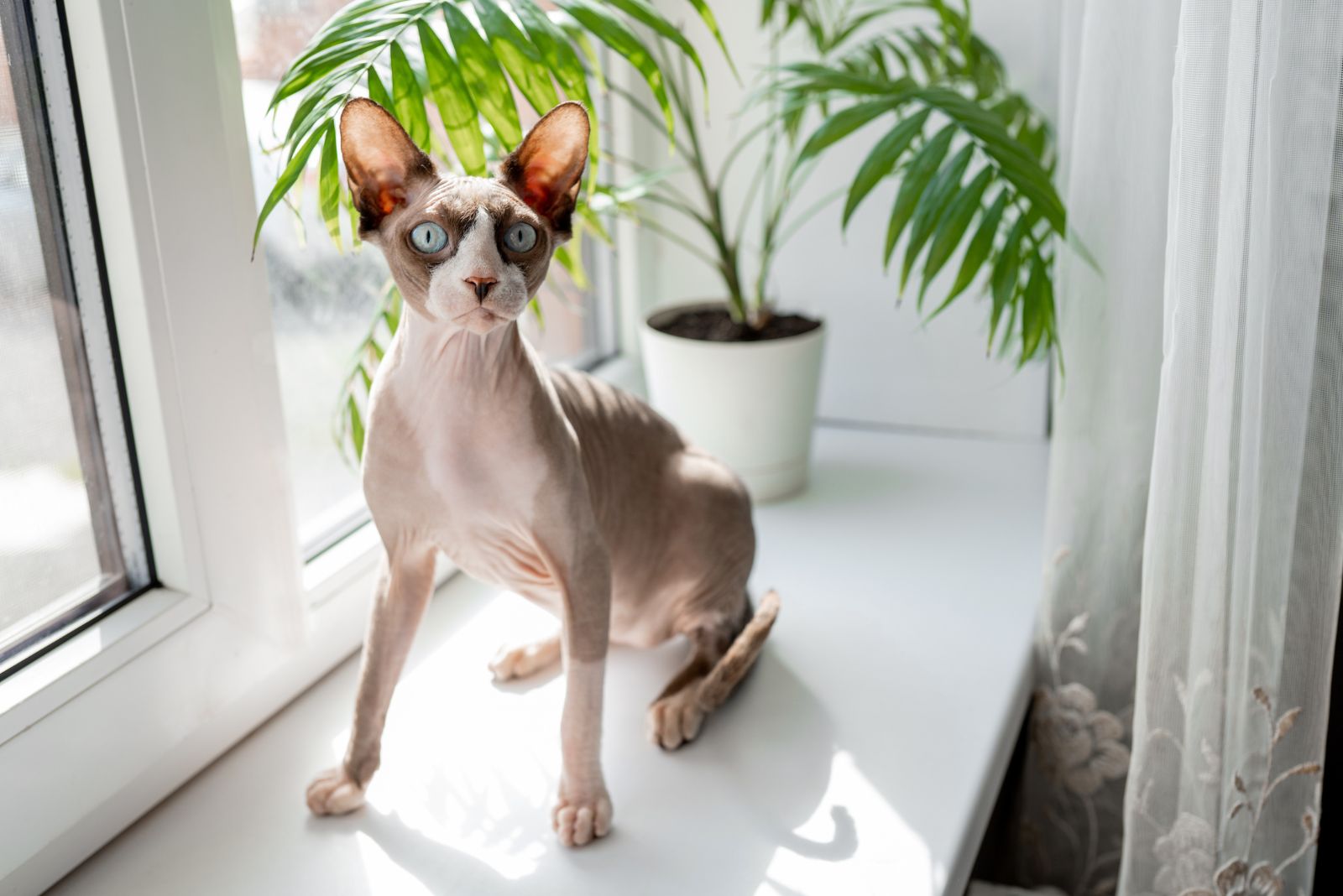 Sphynx cat sitting on window sill