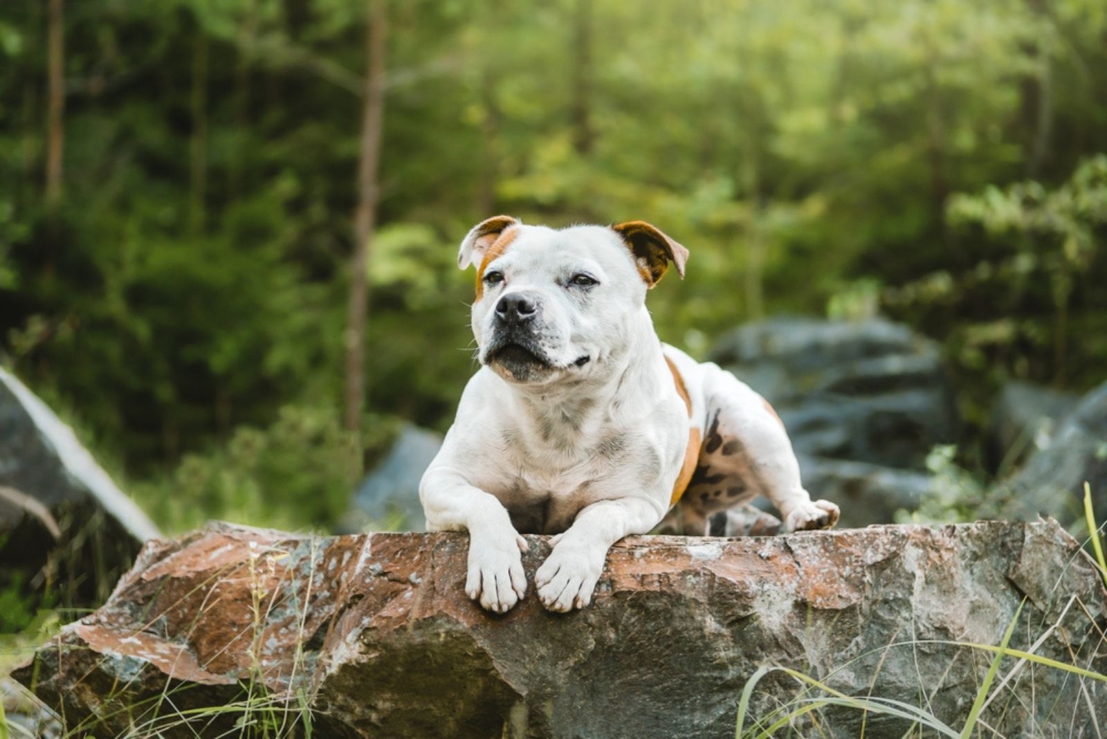 Staffordshire Bull Terrier