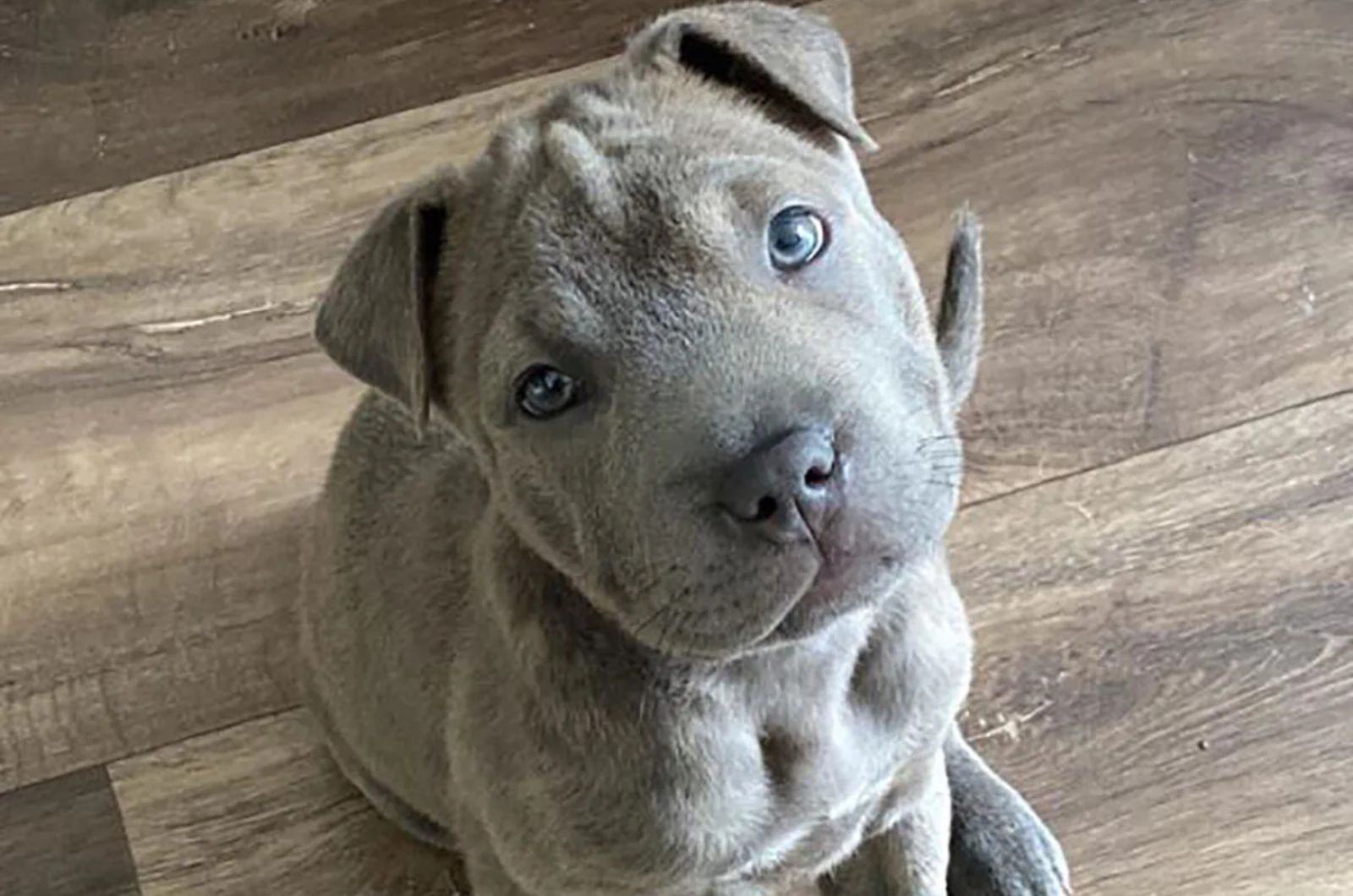 Staffy Bull-Pei