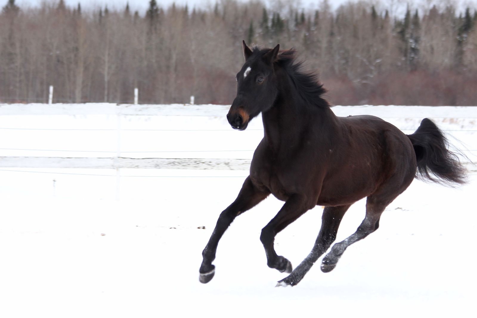 Standardbred Horse