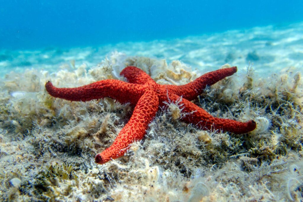 Starfish