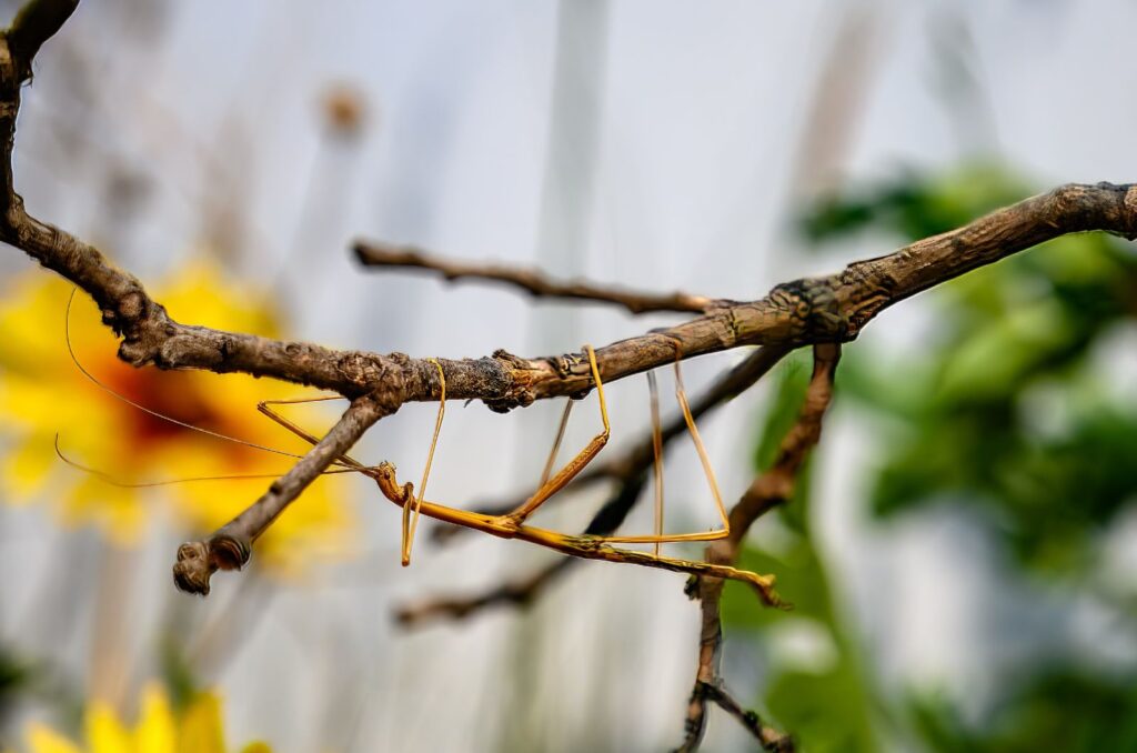 Stick Insect