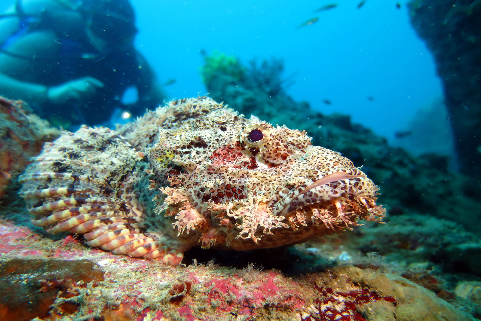 Stonefish