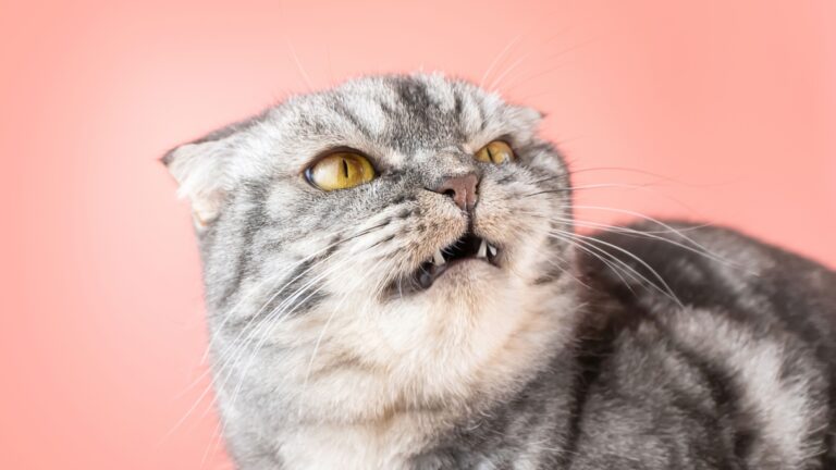 Stop Hurting Your Cat With These 14 Unconscious Mistakes