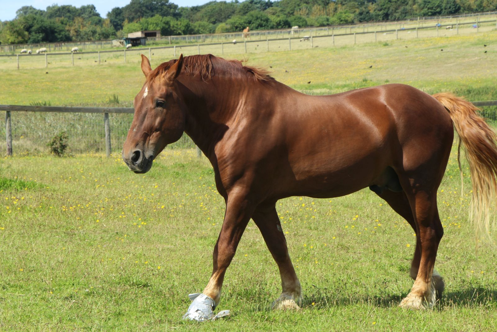 Suffolk Punch horse