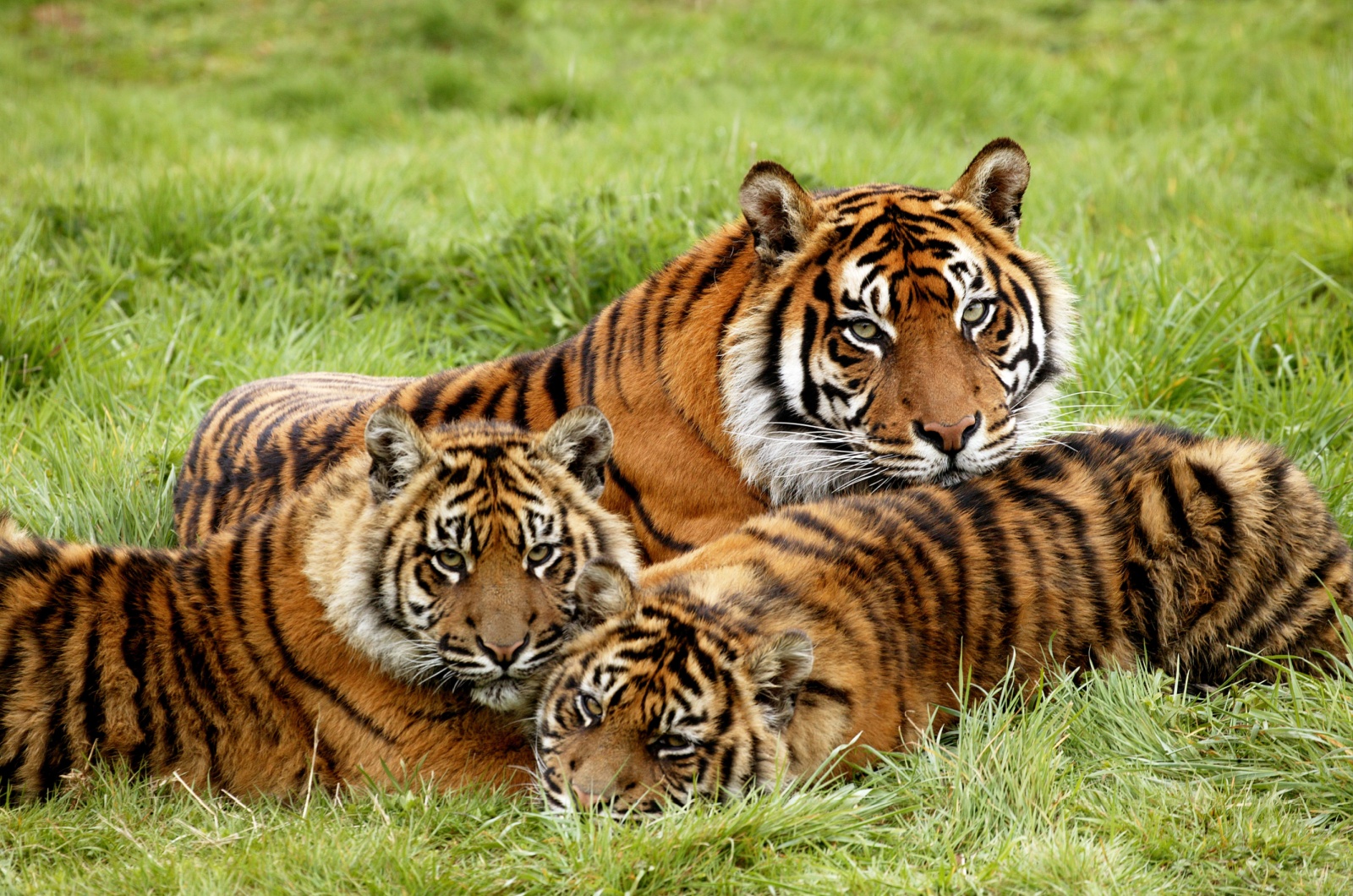 Sumatran Tiger