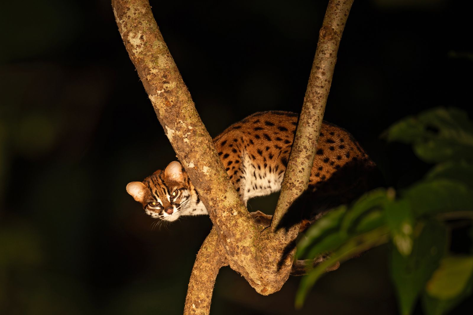 Sunda Leopard Cat