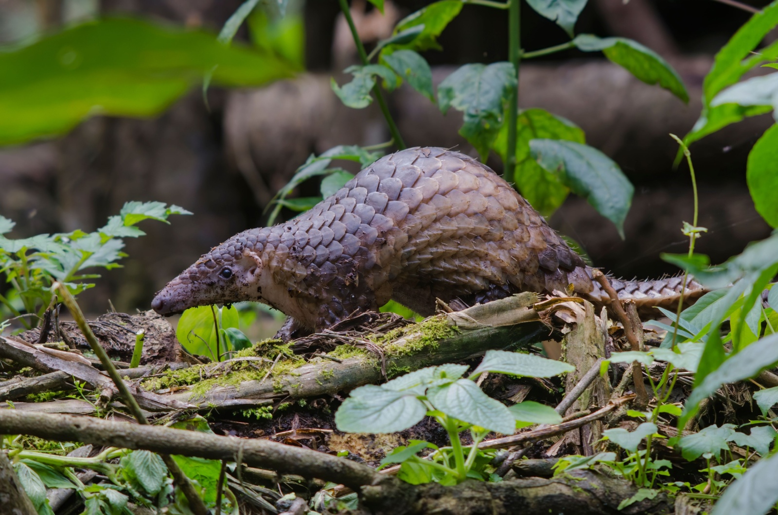 Sunda Pangolin