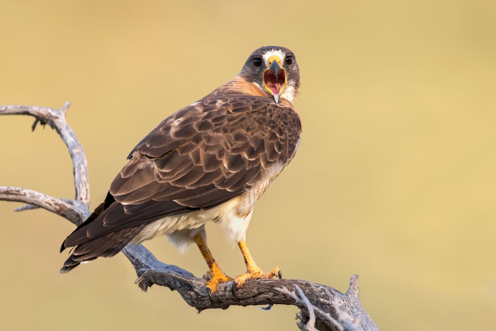 Swainson's Hawk