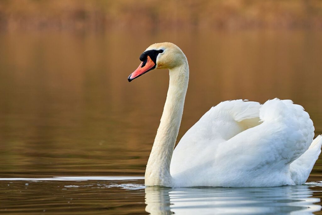 Swan