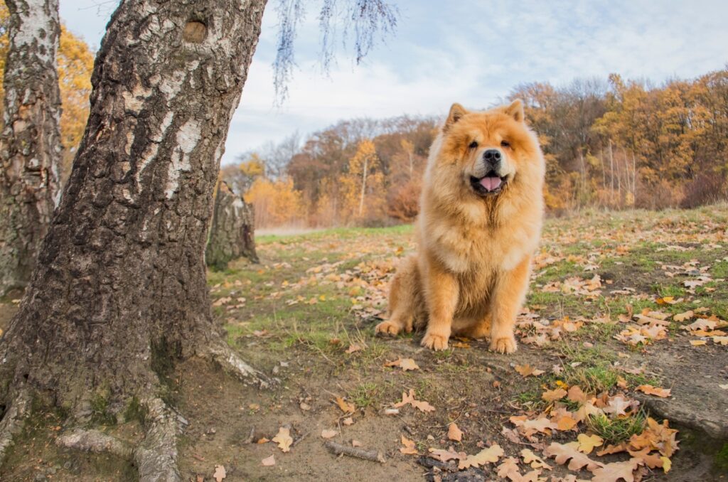 Sweet Chow Chow