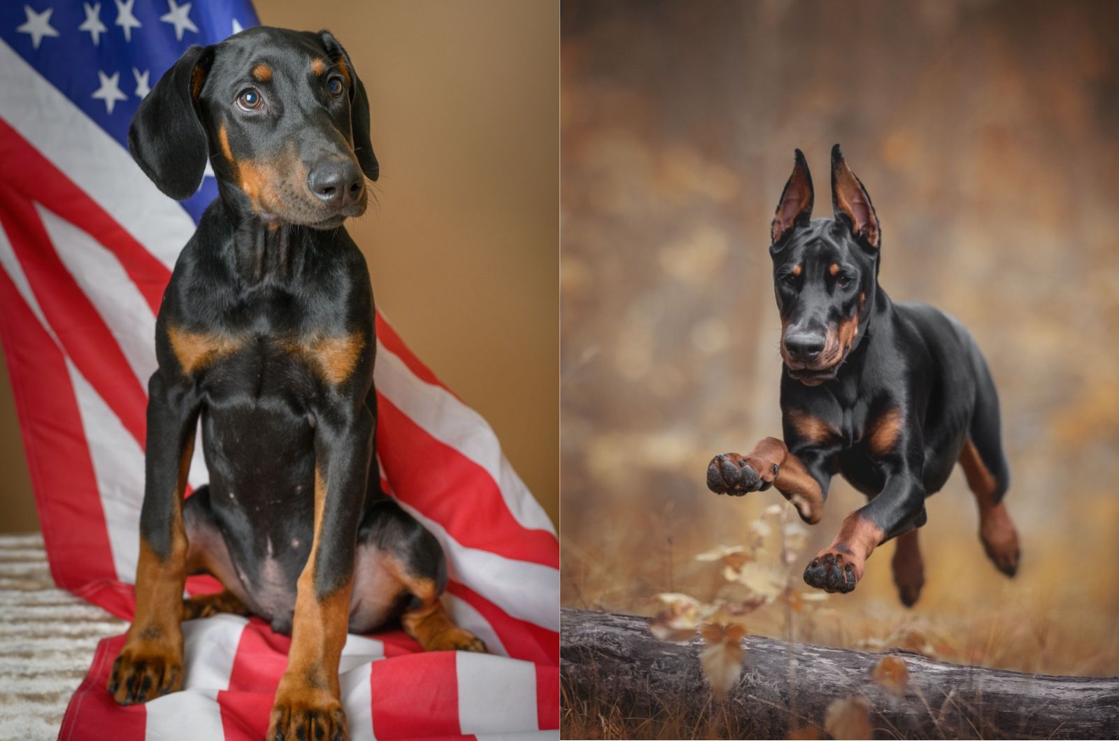 Sweet Dobermans