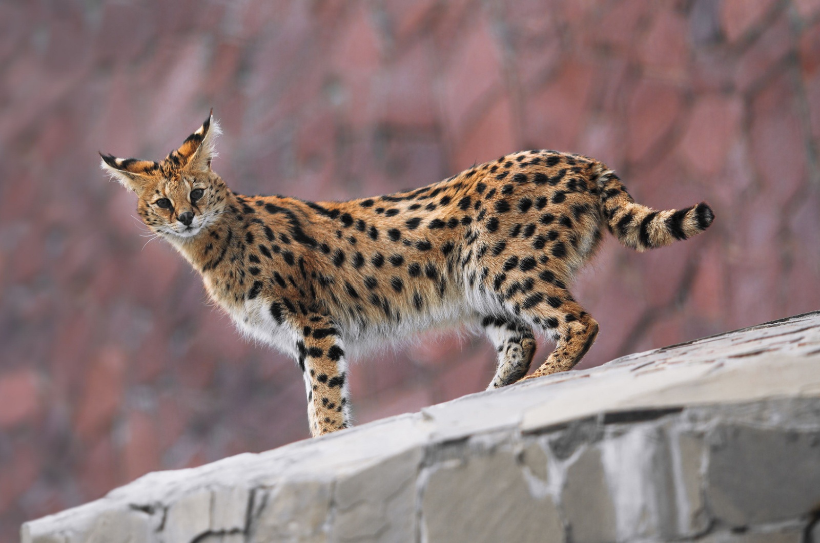 Sweet Serval Cat