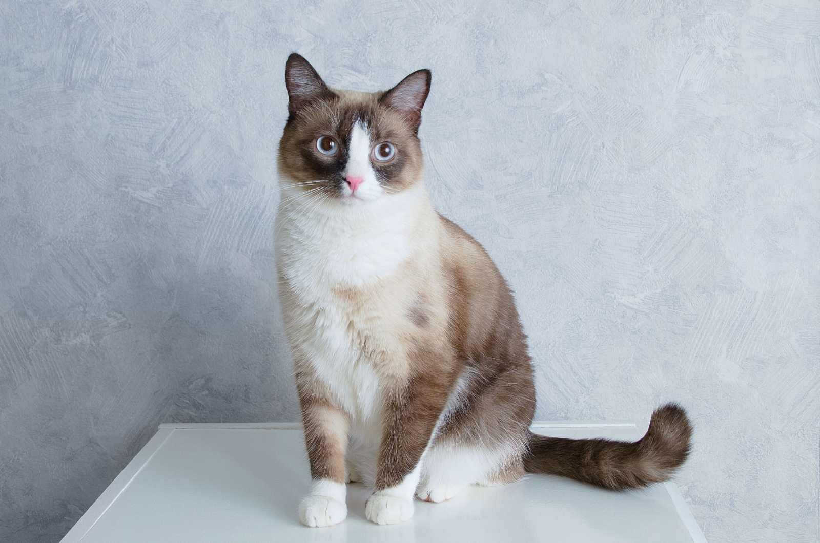 Sweet Snowshoe Cat