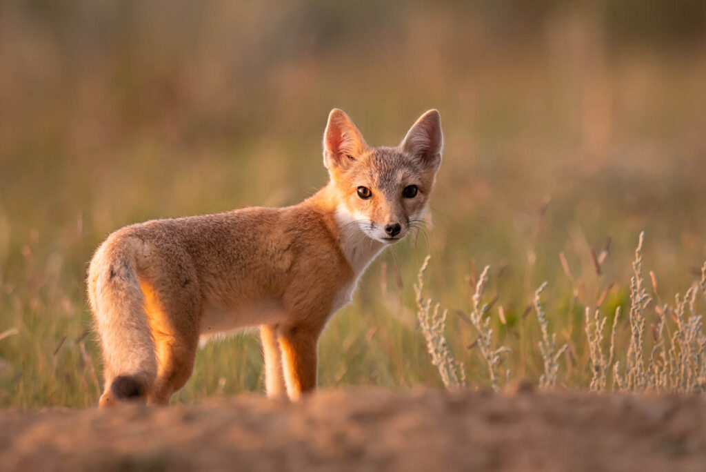 Swift Fox