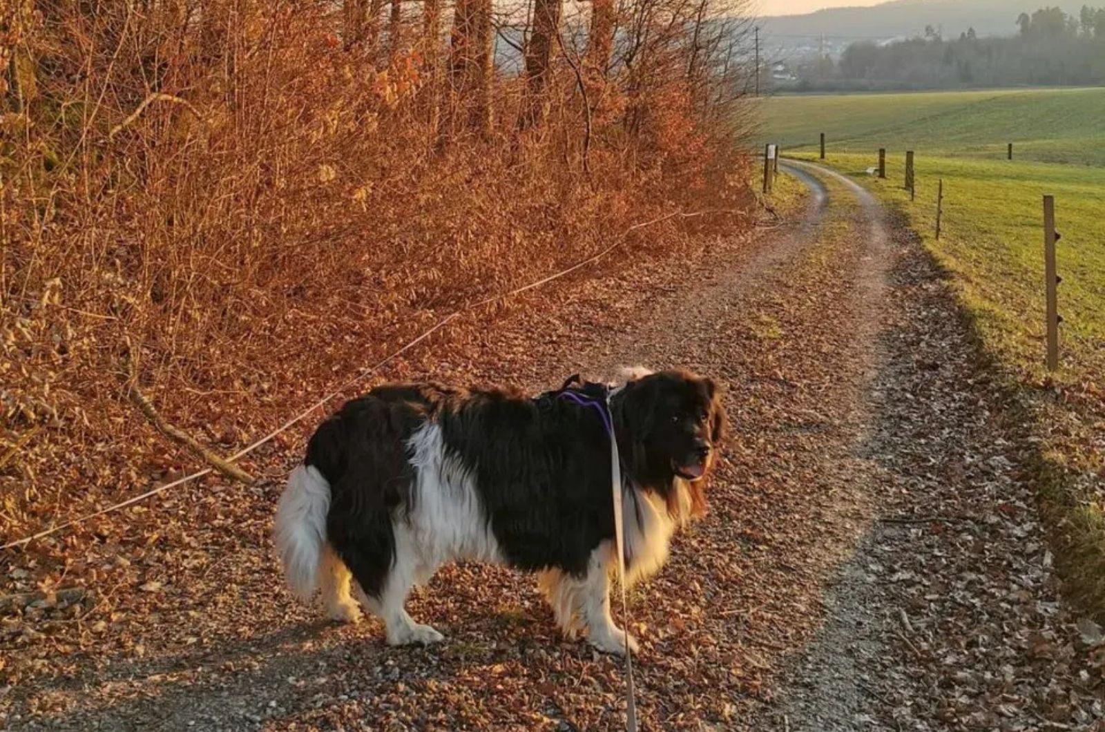 Swiss Newfie