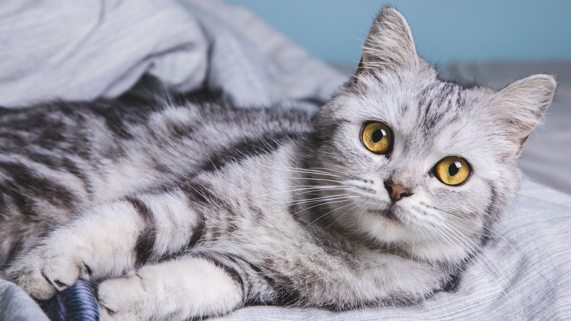 cat with yellow eyes