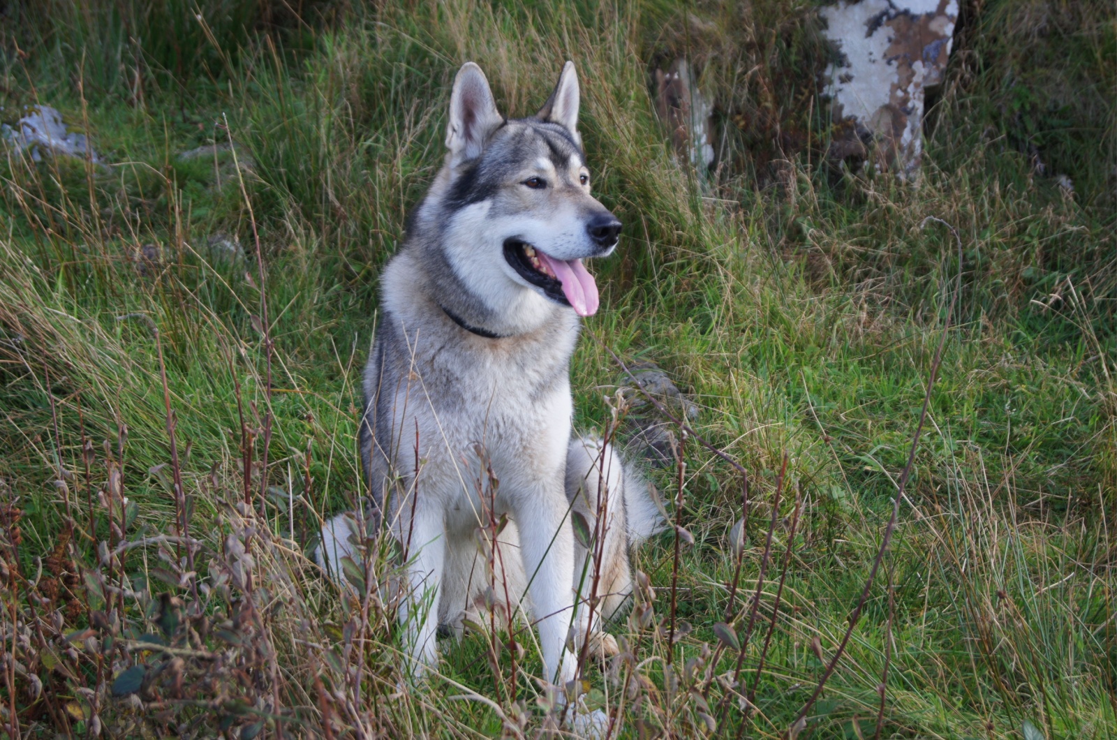 Tamaskan Dog