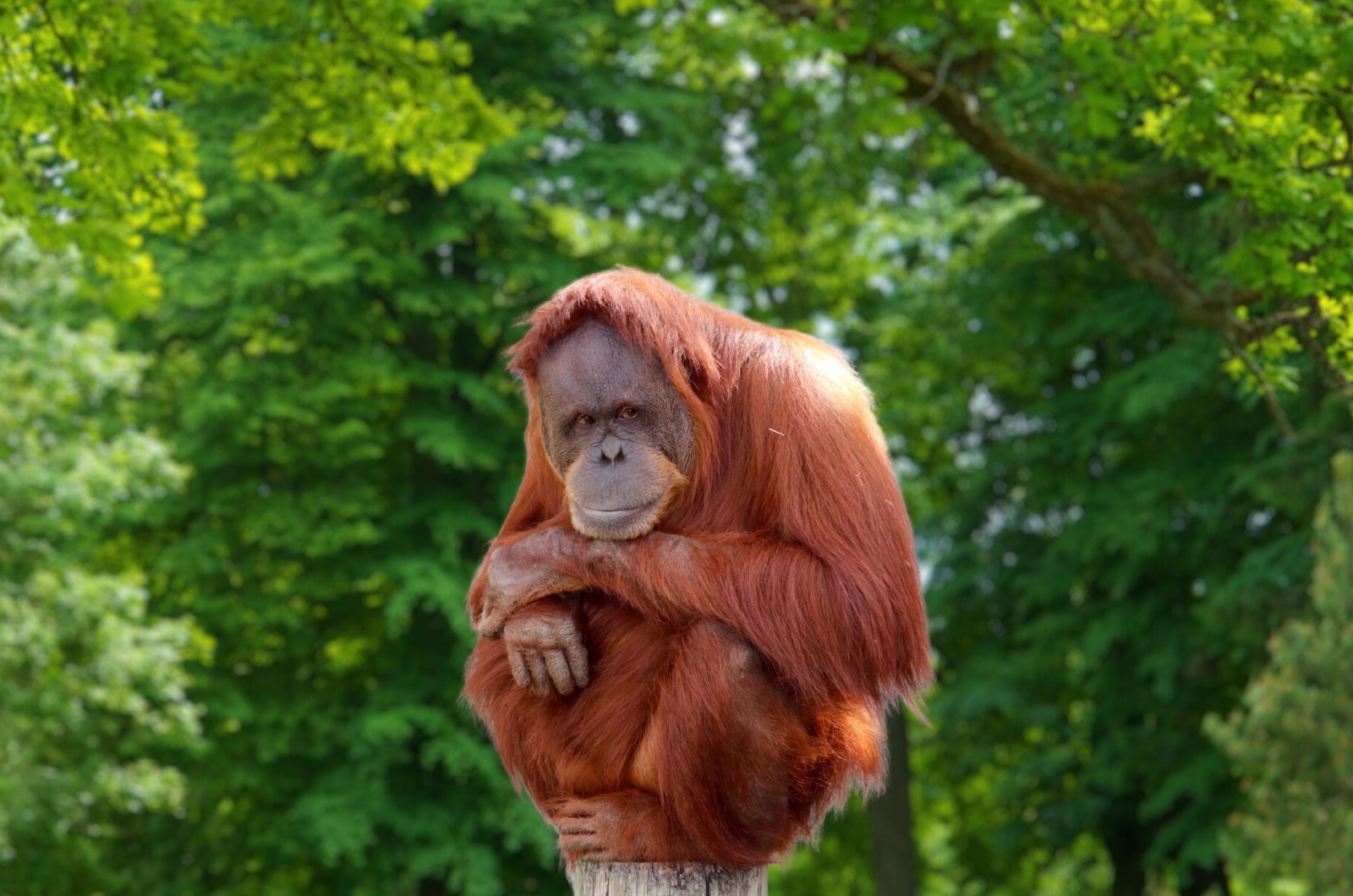 Tapanuli Orangutan