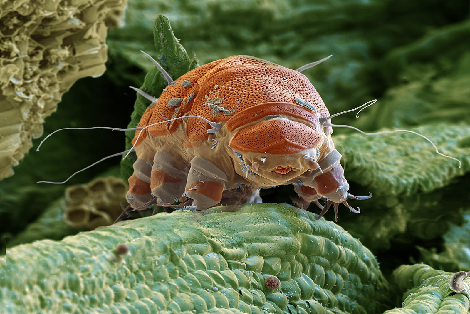 Tardigrade