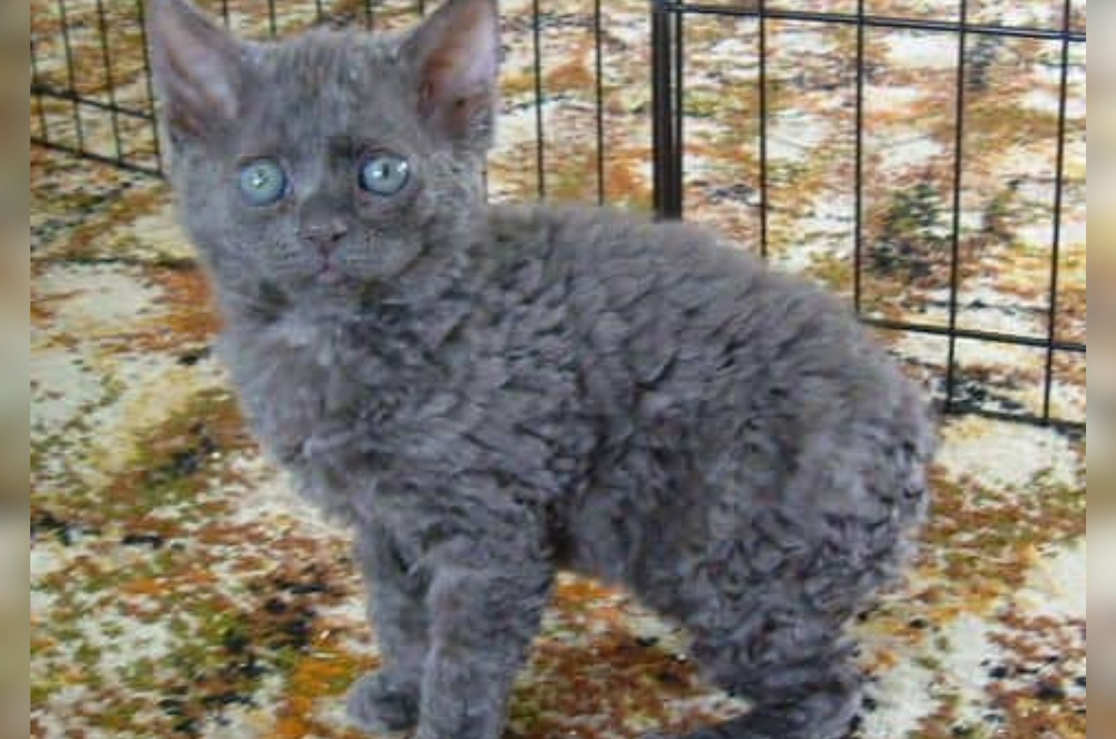 Tasman Manx cat