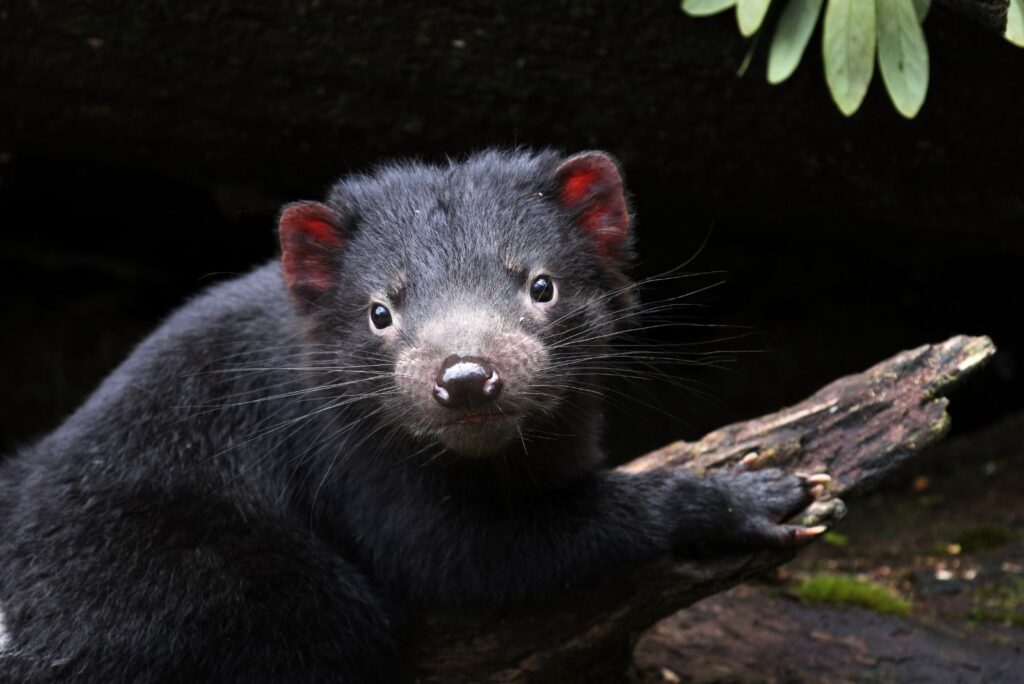 Tasmanian Devil