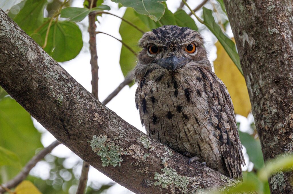 Tawny Frogmouth